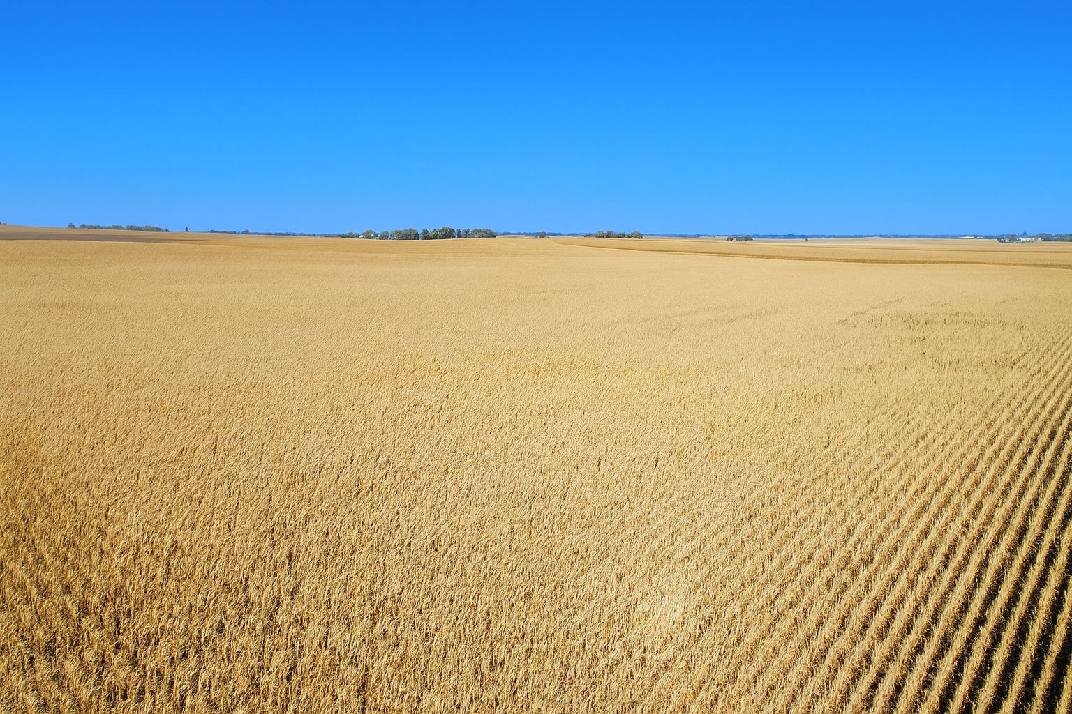 Listing Photo: Faribault County, MN - East side of 80.30 acre tract